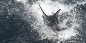 Blue Marlin jumping in Hawaiian waters